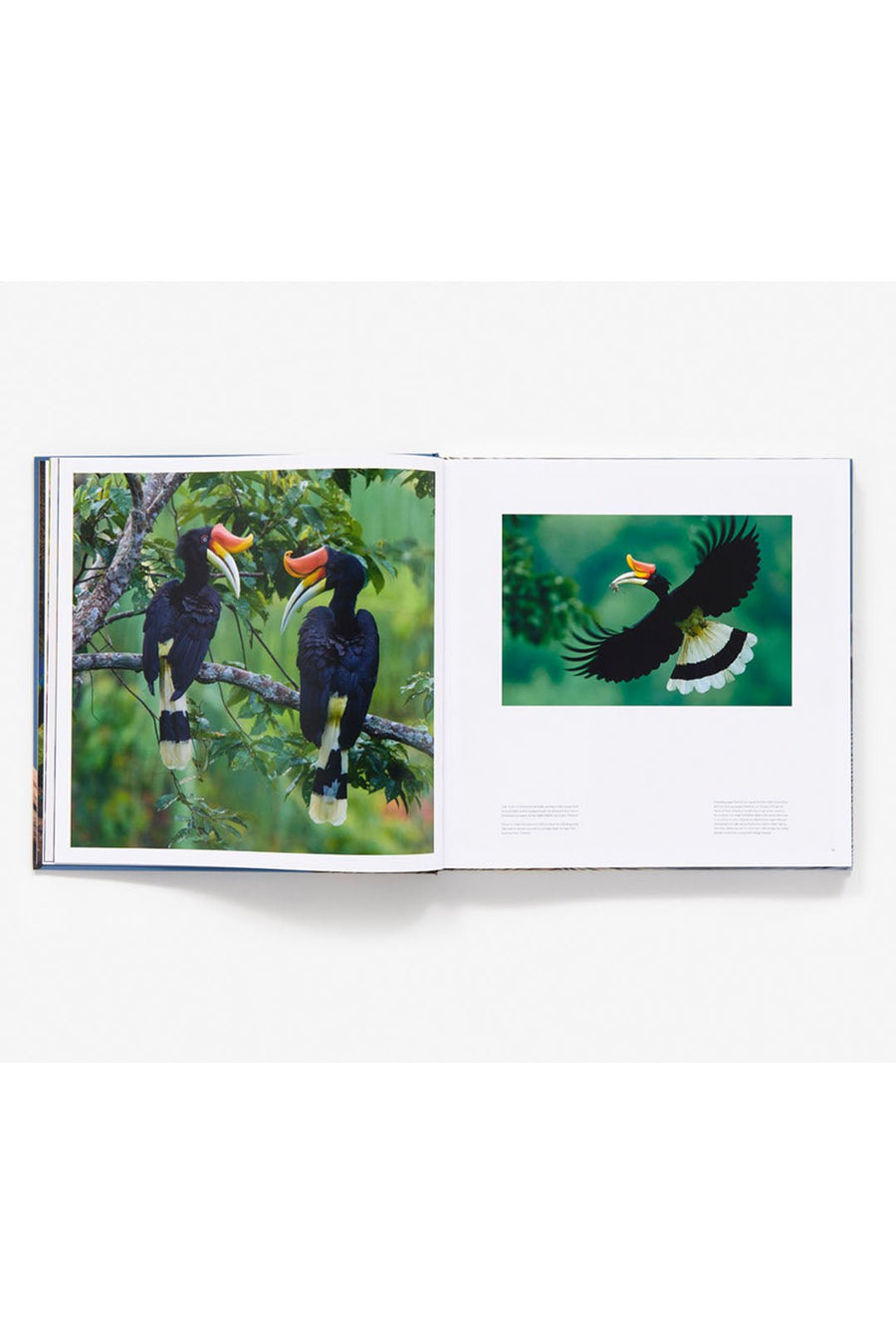 BIRD PLANET - Burning Torch Online Boutique
