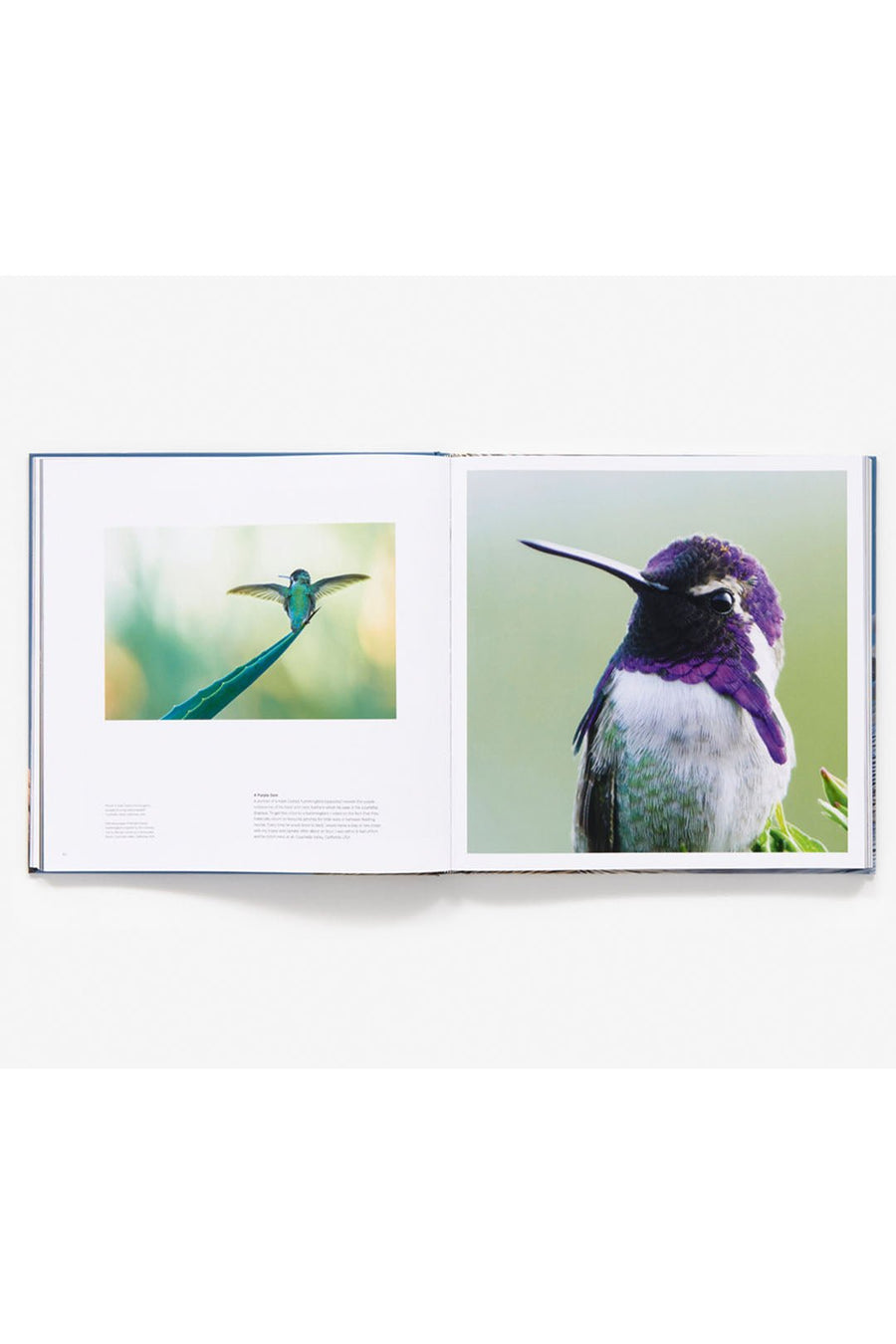BIRD PLANET - Burning Torch Online Boutique