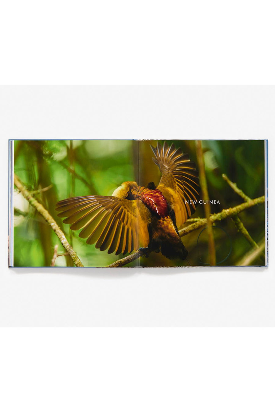 BIRD PLANET - Burning Torch Online Boutique