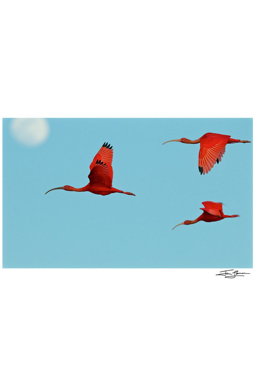 BIRD PLANET - Burning Torch Online Boutique
