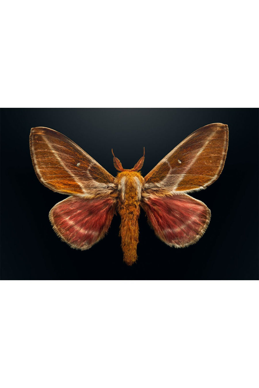 What Insect Extinct Insects That Are Extinct